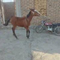 فروش اسب توجه شماره صاحبش داخل توضیحات نوشتم