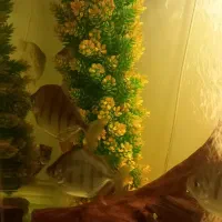 دالر بلک‌بری وبلک بار|ماهی|اصفهان, ملاصدرا|دیوار