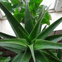 گل قشنگ وبا طراوت|گل و گیاه طبیعی|بجنورد, |دیوار