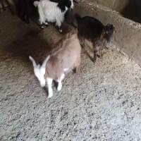 ۴ عدد بزغاله نر وماده چاق و گوشتی فروش فوری|حیوانات مزرعه|شیروان (خراسان), |دیوار