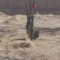 فروشی|سگ|خمین, |دیوار