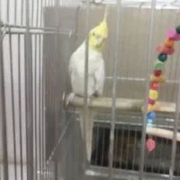 فروش عروس و برزیلی|پرنده|لالجین, |دیوار