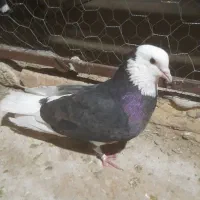 کفتر غریب گیری
