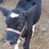 گاو هلشتیان و گوساله ماده آمریکایی