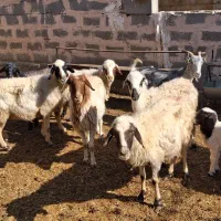 میش آبستن بره دار