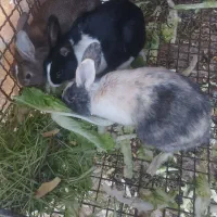 فروش خرگوش از کوچک بزرگ