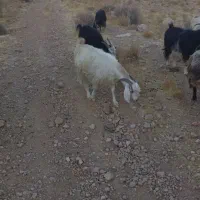 بز داشتی|حیوانات مزرعه|شیراز, بید زرد|دیوار