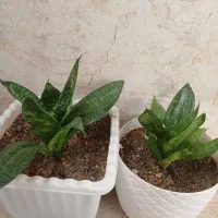 دو عدد گل طبیعی