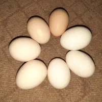 تخم نطفه دار لاری