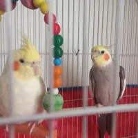 عروس هلندی یه جفت. ۲۵۰۰|پرنده|لالجین, |دیوار