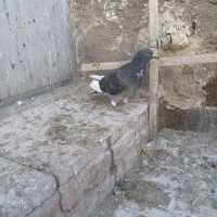 کبوتر پولکی مینا|پرنده|تربتحیدریه, قاسم آباد|دیوار