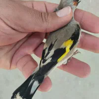 سهره دورگ برگوش سفید اصیل نقش جوجه زاغ|پرنده|شیراز, رکنآباد|دیوار