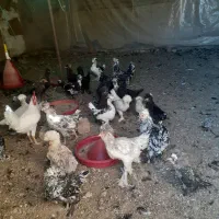 نیمچه پنچ ماهه سلطان|حیوانات مزرعه|زاویه, |دیوار