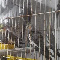 ۶عدد عروس پاریس به همراه قفس بزرگ