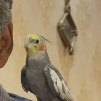 عروس هلندی گم شده
