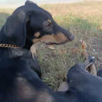 سگ دوبرمن. واگذار|سگ|بندرعباس, |دیوار