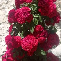 باغشهری|فروش زمین و ملک کلنگی|ارژن, |دیوار