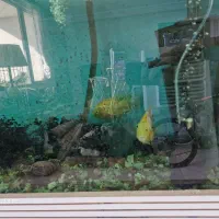 آکواریوم|ماهی|مراغه, |دیوار