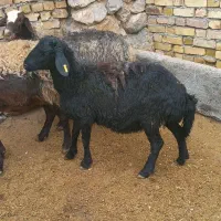 بره ماده های قزل افشاری|حیوانات مزرعه|آوج, |دیوار