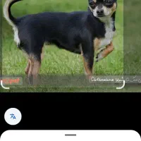 واگذاری سگ شیواوا