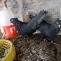 کبوتر ملقی|پرنده|بم, |دیوار