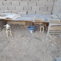 ۲ تا توله نر خراسانی