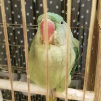 شاه طوطی ۹ ماهه