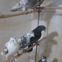 تعداد35کفتر خوب جنس پرشی به شرط همه جور تضمینی|پرنده|تهران, شهرک ولیعصر شمالی|دیوار