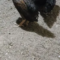 خروس مرغ مینیاتوری