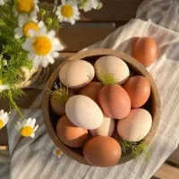 فروش و پخش تخم مرغ  مستقیم از مرغداری|خوردنی و آشامیدنی|کرج, مهرویلا شمالی|دیوار