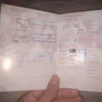 پامر.|سگ|یاسوج, |دیوار