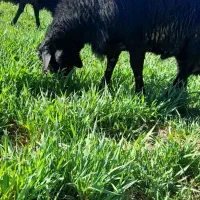 قوچ قره قزل درشت