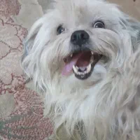 سگ شیتزو ماده|سگ|خمینی‌شهر, |دیوار