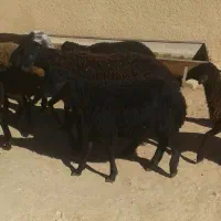 بره بهاری|حیوانات مزرعه|درگهان, |دیوار