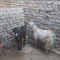 بز آبستن و نربز|حیوانات مزرعه|قم, بوستان علوی|دیوار