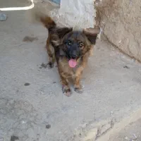 میکس پامر شیتزو