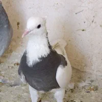 جفت نرو ماده|پرنده|شیراز, سعدیه شمالی|دیوار