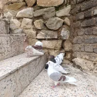 پرنده|پرنده|خرم‌آباد, |دیوار