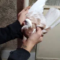 کفتر جوجه گرفتنی ۳۰۰