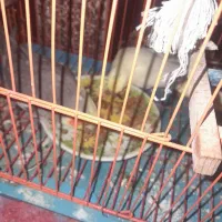 یک جفت عروس هلندی سالم