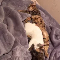 واگذاری ۲ عدد گربه dsh|گربه|تهران, جوادیه|دیوار