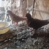 کفتر|پرنده|بیرجند, |دیوار