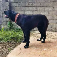 واگذاری ۲ قلاده ماده سرابی شجره دار