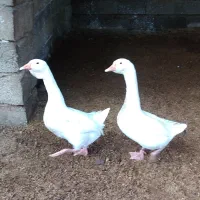 غوغاز اوکراینی اصل