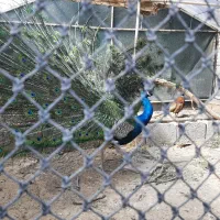 طاووس هندی|پرنده|هندیجان, |دیوار