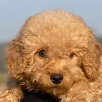 واگذاری سگ پودل اصیل نَر ۲ماهه