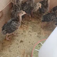جوجه بوقلمون ۱۵ روزه