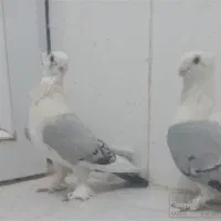 ی جفت کفتر بلژیکی