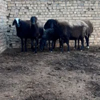 میش آبستن وبره ماده|حیوانات مزرعه|ساوه, |دیوار