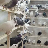 کبوتر بارجدید.کفتر تک‌وتعداد .تکی به قیمت عمده